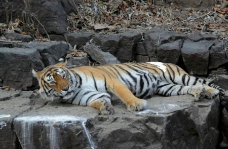 Tiger National Parks in India
